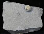 Promicroceras Ammonite - Dorset, England #30718-1